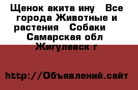 Щенок акита ину - Все города Животные и растения » Собаки   . Самарская обл.,Жигулевск г.